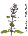 Small photo of Ajuga reptans plant. Also known as common or blue bugle, bugleherb, bugleweed, carpetweed, carpet bugleweed. Isolated on white background.