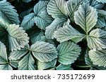 Natural autumn background with green frozen leaves in hoarfrost