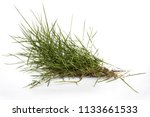 Grass On A White Background