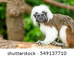 A Cotton Top Tamarin Monkey