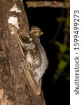 Small photo of A Colugo also known as flying lemur resting on a branch of a tree in Malaysia at night with head of her baby coming out of her body.