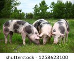 Group Of Pigs Farming Raising...