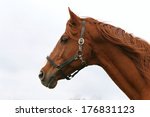 Horse Head Portrait. Beautiful...