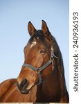 Small photo of Head shot of a thoroughbred horse in winter pinfold rural scene