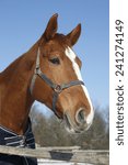 Small photo of Headshot of a beautiful thoroughbred horse in winter pinfold under blue skye