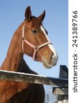 Small photo of Headshot of a beautiful thoroughbred horse in winter pinfold under blue sky rural scene