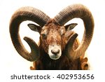 Mouflon hunting trophy isolated on white background