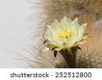 Cactus Flower In Bolivia