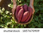 Farmer hold Fresh sweet potato product in wood basket with green leaf of sweet potato plant on background