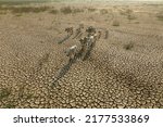 Livestock and Climate change, Thin cows walking on dry cracked earth looking for fresh water due lack of rain, an impact of drought and World Climate change.