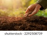 Expert farmer sowing seed on a vegetable bed with green nature and beautiful sunlight background.