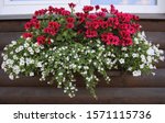 Red And White Flowering Plants...