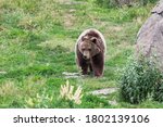 A Female Grizzly Bear Walking...
