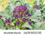 Purple sprouting broccoli Rudolph (brassica oleraceae) growing in a vegetable garden 