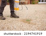 Man spraying weeds on a gravel driveway in a UK garden. Weed control with glyphosate weed killer spray
