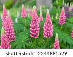 Lupins, lupin plant (lupinus) with pink flowers growing in a back garden, UK