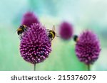 Bees On Allium Sphaerocephalon. ...