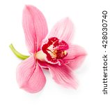 Orchid Flower Isolated On White ...