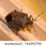 A Brown Marmorated Stink Bug...