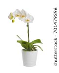 Blooming Orchid Plant In...
