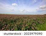 Summer landscape with a field of flowering pink clover.