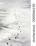 Deer Footprints Lead Off Into...