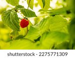 Small photo of fresh organic raw raspberries growing and heady for picking at the farm, pick your own, summer harvest. High quality photo