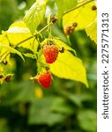 Small photo of fresh organic raw raspberries growing and heady for picking at the farm, pick your own, summer harvest. High quality photo