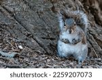 Cute Eastern Gray Squirrel...