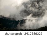Small photo of Evanescent atmosphere in the woods wrapped in mist. Foggy mountain landscape with fir forest.