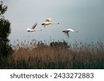 Small photo of Mute Swan – Cygnus olor flying over the water in the Danube delta, Romania