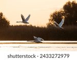 Small photo of Mute Swans – Cygnus olor flying over the water in the Danube delta, Romania