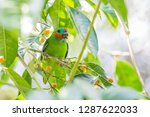 Double Eyed Fig Parrot Is...