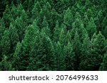 Lush green pine tree forest fresh on mountain side forrest of trees