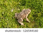 Small photo of toad bufonidae bufo natterjack hoptoad amphibia animal sit on swamp moss.