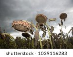 An Image Of Dried Sunflowers In ...