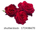 Three Dark Red Roses Isolated...