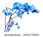 Orchid Branch  With Blue...