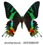 chrysiridia rhipheus butterfly isolated on white background