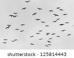 birds | Shutterstock . vector #125814443