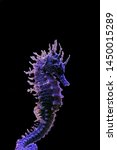 Small photo of Profile of Mediterranean Seahorse in Saltwater aquarium tank - Hippocampus guttulatus
