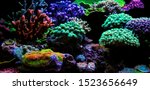 Dream Coral Reef Saltwater...