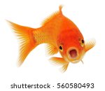 Gold Fish Isolated On White...