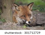Small photo of portrait of a fox lying beside a tree and looking sly and shifty, concept for slyness and shiftiness