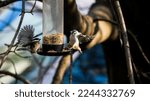Black Capped Chickadee And...