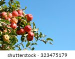 Bright Red Apples Growing High...