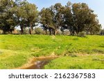 Early spring in Israel. Green carpet of spring grass, red anemones and swollen buds on trees. Sycamore and other trees are good in forest plantations. Kibbutz Beeri in the south of the country. 