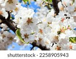 White flowers attract bees. Snow-white almond flowers with yellow stamens against a clear blue sky. Wonderful spring day in Israel. Gorgeous almond grove in bloom. 