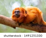 Red Small Titi Monkey On The...