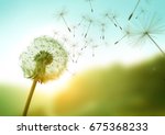 Dandelion seeds blowing in the wind across a summer field background, conceptual image meaning change, growth, movement and direction.